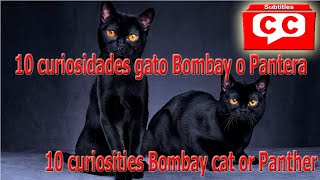 Gato Bombay o Pantera❤ 10 Curiosidades❤ Mi gato negro es un Gato Bombay ? Descubrelo AQUI