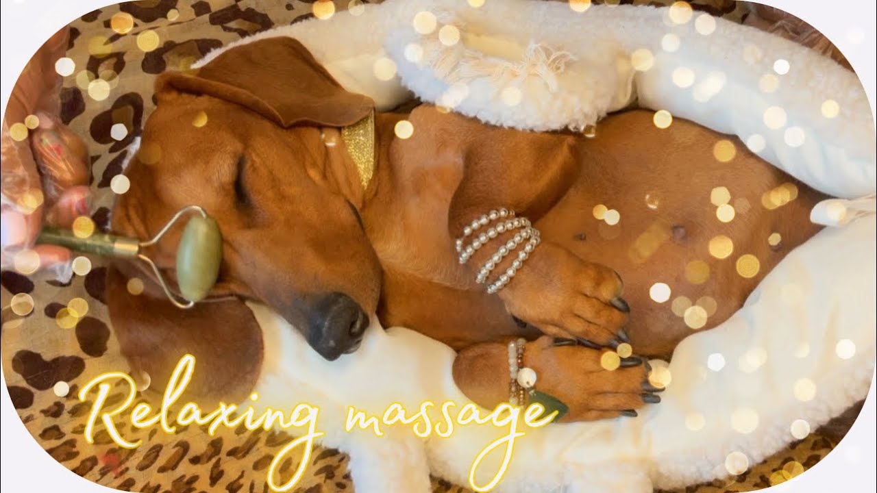 ASMR 💤🌟 [ SUB ] MASCARILLA DE ORO | SPA PARA PERRITOS | RELAXING  MASSAGE