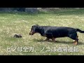 初対面でこの距離感。犬ピノと長老カメ・ノコがじわる