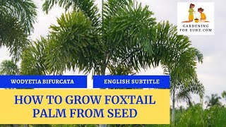 How To Grow Foxtail Palm Plant From Seed Foxtail Palm Germination From Seed