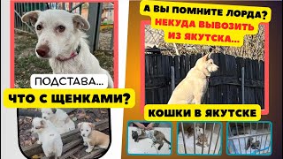 видео: Подстава. А если б я так предавала… картинка: Подстава. А если б я так предавала…