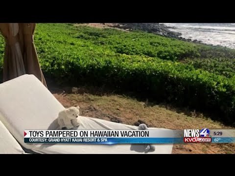 stuffed-animals-pampered-at-hawaiian-resort-after-being-left-behind