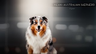 Kean  Australian Shepherd [8 years]