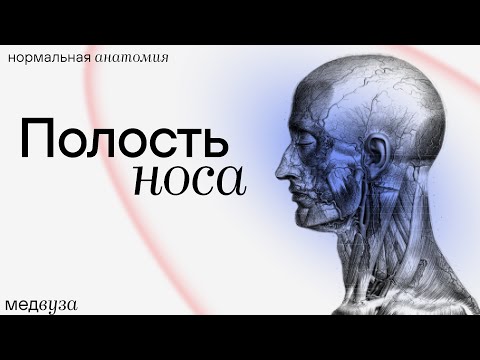 Полость носа