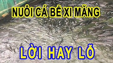 Nuôi Cá Lóc, Cá Trê Phát Triển Cực Nhanh | Trại Cá Phú Yên