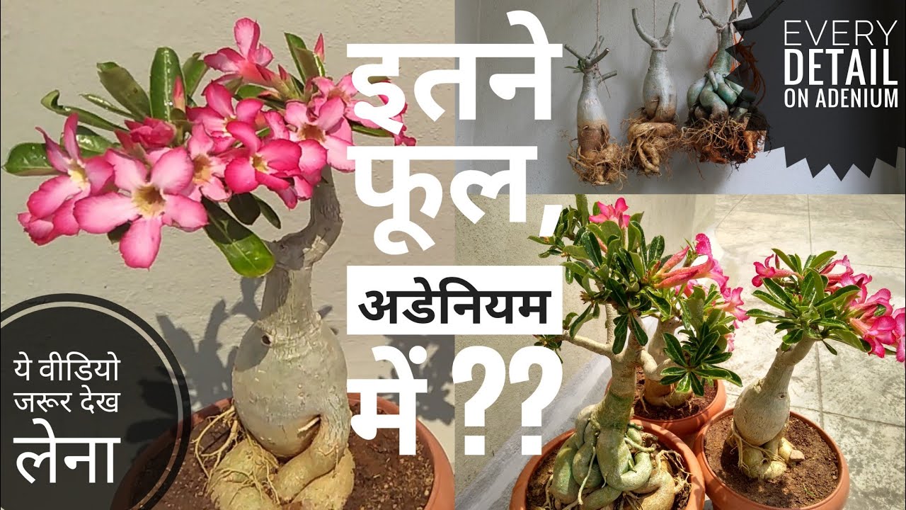 Every detail on creating an adenium bonsai pruning repotting