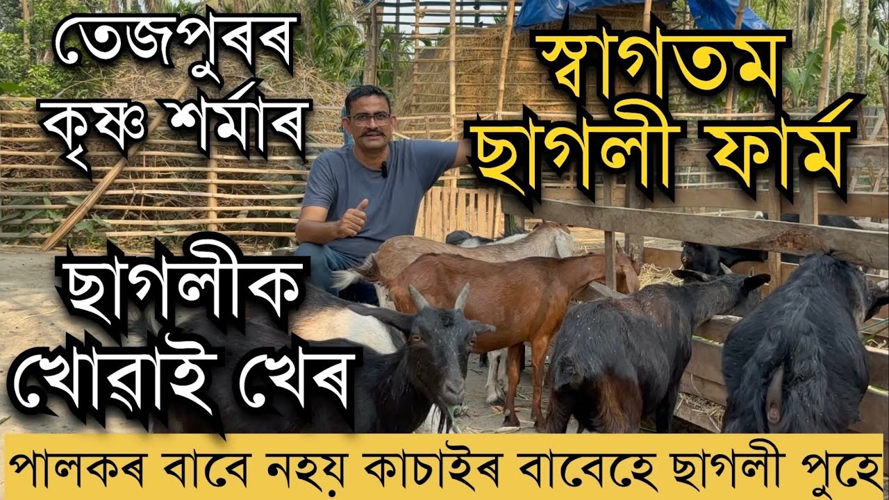 পালকৰ বাবে নহয় কছাইক বিক্ৰী কৰিবলৈ ছাগলী পুহা কৃষ্ণ শৰ্মাৰ ছাগলীফাৰ্ম Goat farm In Assam #goatfarm