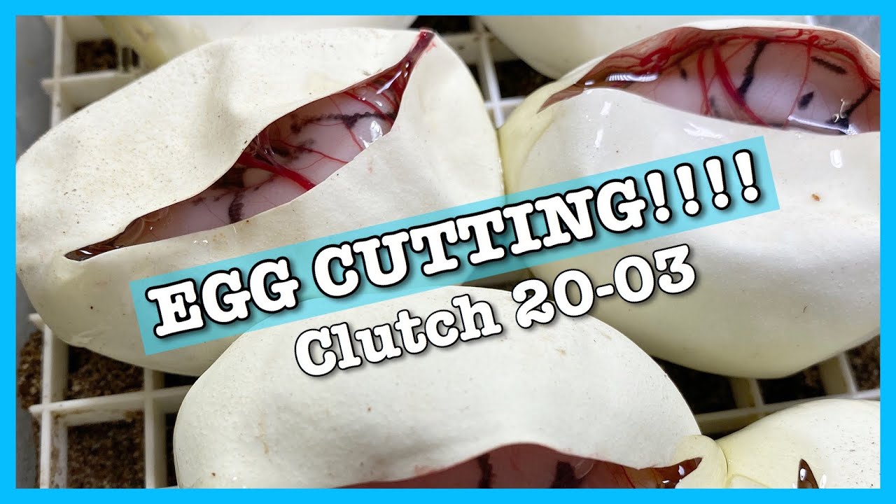 BALL PYTHON EGG CUTTING!!! | Clutch #3 of 2020 | Ball Python Breeding
