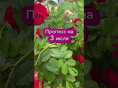 Прогноз на 3 июля 2025 года читайте в описании этого видео