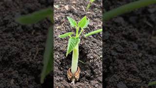 Tomato Growing Time Lapse 🍅 | 60 Days in Seconds