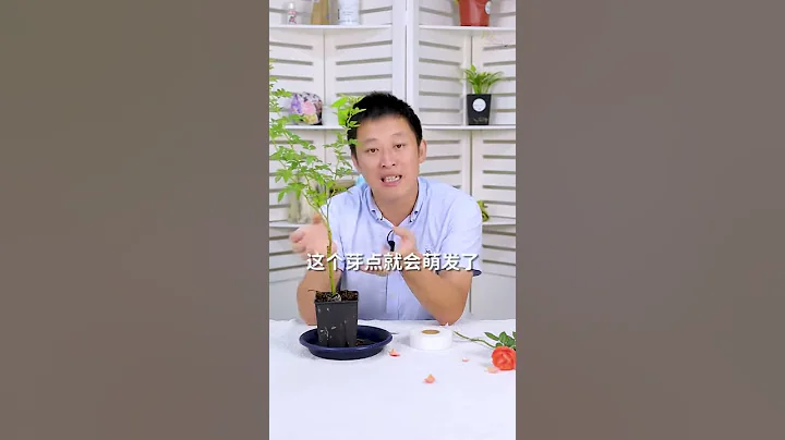 月季嫁接不複雜，你也能輕鬆做到【天狼說月季】 - 天天要聞