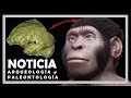 Homo NALEDI cuestiona la evolución aceptada del cerebro humano | Noticias 21/05/2018