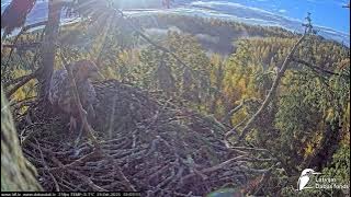 J E20251019 095655MaleToNestAndBackToBrThriceFemaleToNestWorksLeavesMaleOut