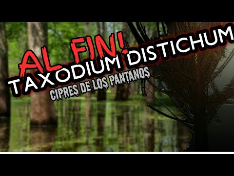 Video: Taxodium - Efedra De Hoja Caduca