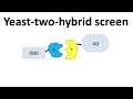 Yeast Two-Hybrid System Quiz