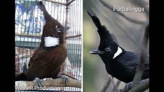 Suara Kicauan Burung Cililin dan Burung Mantenan, untuk Masteran dan Terapi Burung Ocehan.