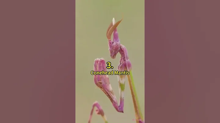 5 of the Most Amazing-Looking Mantis Species 😲 | Crazy Facts | Amazing Facts | Cute Animal Facts