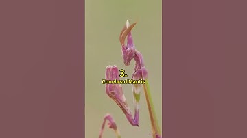 5 of the Most Amazing-Looking Mantis Species 😲 | Crazy Facts | Amazing Facts | Cute Animal Facts