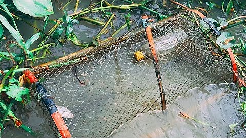 Bẫy Không Mồi Đơn Giản Nhưng Dính Rất Nhiều Cá To | The Simple Way To Catch Invasive Fish