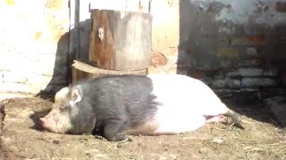 Дегельминтезация свиней,проглистовка.(Процесс дегельминтезация крайне важен в деле разведения ,кормления и содержания любых животных.Дегельмите..., 2016-02-28T11:08:33.000Z)