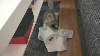 Cat And Toilet Paper  | Sky Cat by Sky Cat 175 views 3 years ago 3 minutes, 57 seconds