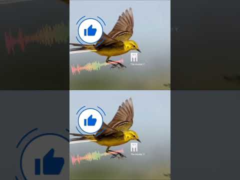 Yellow Wagtail ام صفيد الزعرة الصفراء صيد مرطيز Hunting 