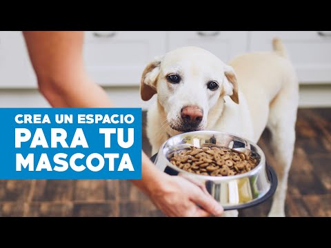 Video: Espacio doméstico para perros y gatos