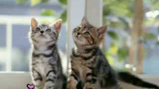 Sweet kittens by jay skullz 12,003 views 14 years ago 1 minute, 32 seconds