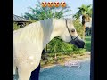 شاهد أجمل فحل عربي ستراه في حياتك 