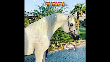 شاهد أجمل فحل عربي ستراه في حياتك 