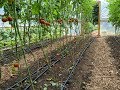 Pruning tomatoes  cucumbers