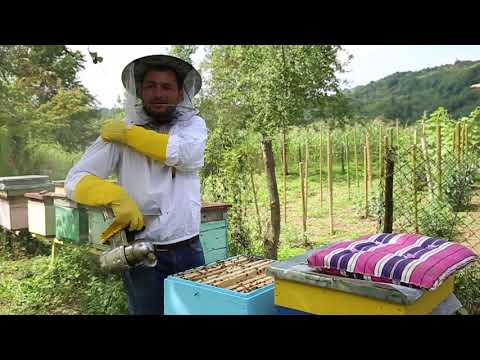 ვიდეო: რატომ აშენებენ ფუტკრები თაფლისფერებს