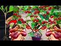 the best method for propagating rose apple trees from scratch to fruition-growing fruits.