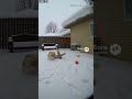 異変に気付き赤ちゃんを守る🐶 | #shorts #animals #baby