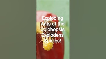 Exploding Ants of the Colobopsis Explodens Species!