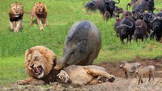 Dramatic Clash! Lions Were Violently Beaten By Buffalo Herd To Rescue Warthog From The Torture