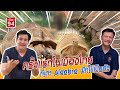 ครั้งแรกของเมืองไทย ที่เต่า Aldabra ฟักไข่เป็นตัว  - เพื่อนรักสัตว์เอ้ย EP.94 [1/6]