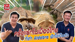 ครั้งแรกของเมืองไทย ที่เต่า Aldabra ฟักไข่เป็นตัว  - เพื่อนรักสัตว์เอ้ย EP.94 [1/6]