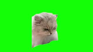 Green Screen Eating Angry Cat Meme