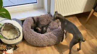 italian greyhound kennel 1. by Avatar Pinc 1,622 views 2 months ago 2 minutes, 57 seconds