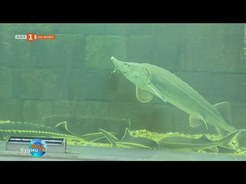 КАКВИ ВИДОВЕ РИБИ ОБИТАВАТ РЕКА ДУНАВ 03 07 2025