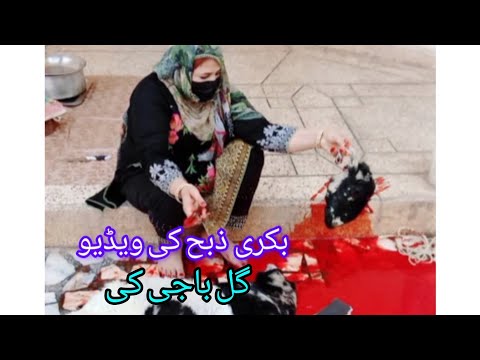 .بکری ذبح کی ویڈیو Goat Slaughter video by Gull Baji.