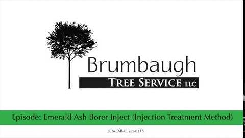 Emerald Ash Borer Inject Injection Treatment Method