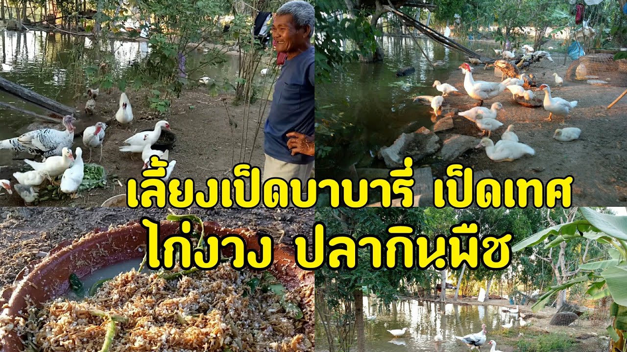 เลี้ยงเป็ดบาบารี่ เป็ดเทศ ไก่งวง ไก่บ้าน เลี้ยงปลาอีกหลายหมื่นตัว เพียงคนเดียวในที่ 1ไร่กว่า ทำได้ไง