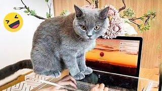 😱 It's To LAUGH When Watching This Video Of The FUNNIEST CATS On Earth 😱 - Funny Cats Life by Funny Cats Life 4,302 views 7 months ago 15 minutes