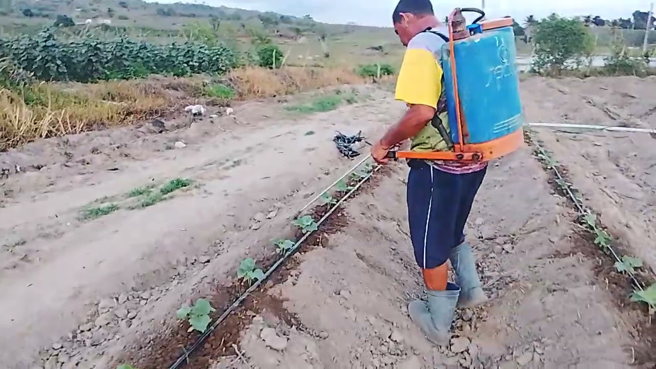 Vem com nós plantações de pipino pimenta e aborbora 