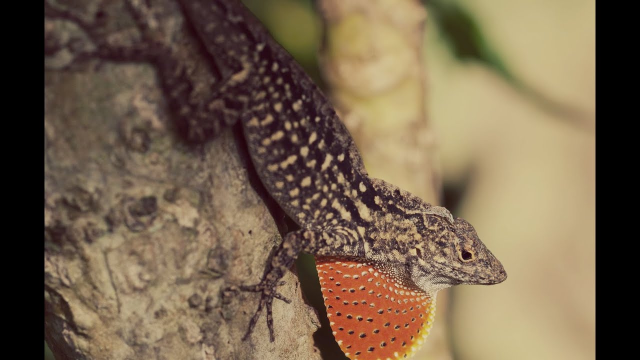 Lizards Shed And Eat Their Own Skin YouTube