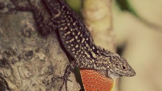 Lizards Shed and Eat Their Own Skin?