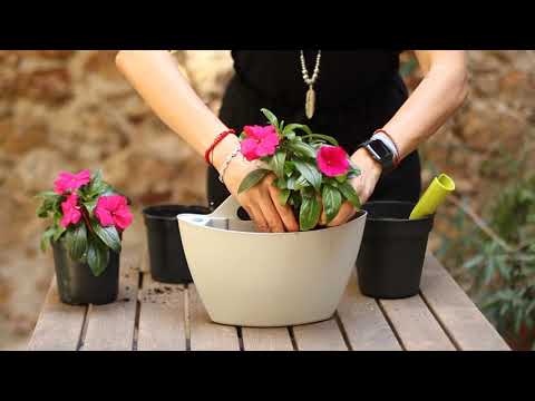 Vidéo: Une Curiosité De La Floriculture D'intérieur, Ou Un Pot à Arrosage Automatique