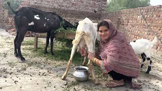 Desi Goat Milking Village Life Vlog